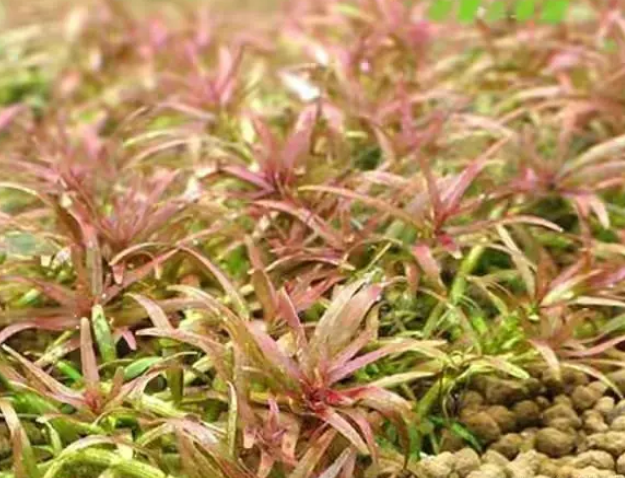 鱼缸造景装饰水草