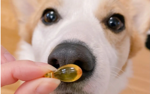 猫咪鱼油狗狗能吃吗