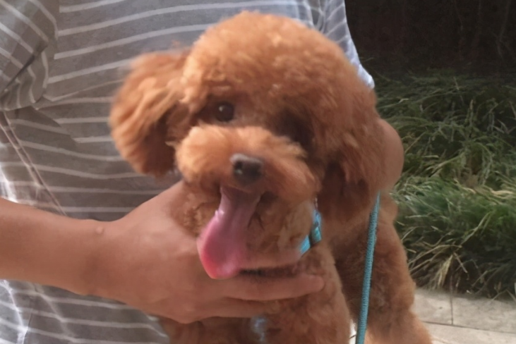 泰迪幼犬多大开始体内驱虫