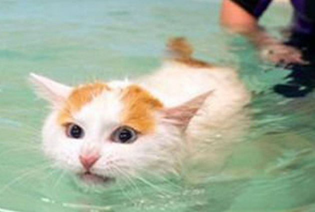 为什么猫咪是液体动物？来这看看！