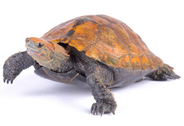 日本石龟价格多少?来get下吧