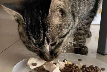 可以用猫条拌猫粮吗