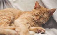 跟猫一起睡觉的6大危害