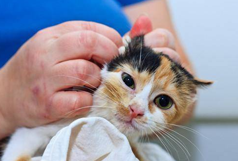 宠物医院治猫耳螨价格 宠物医院治猫耳螨价格