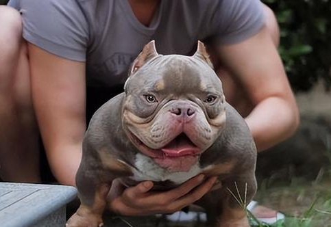美国恶霸犬好养吗