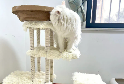 猫爬架多少钱一个 猫爬架多少钱一个