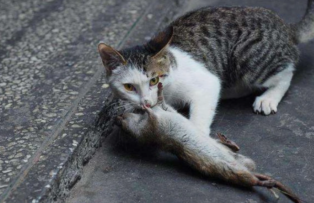 猫一般多大才抓老鼠？不确定的