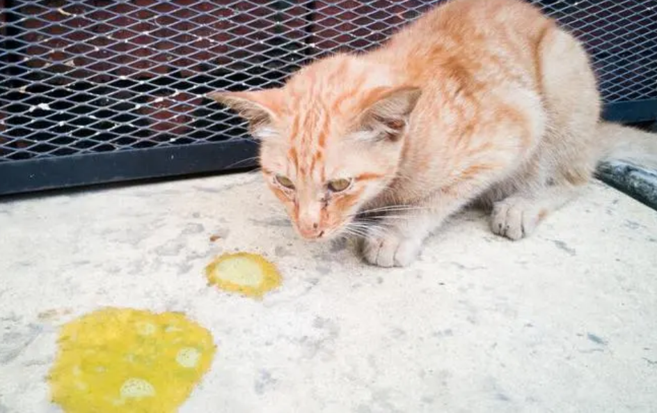 猫吐黄水拉稀怎么回事？可能是这4个原因