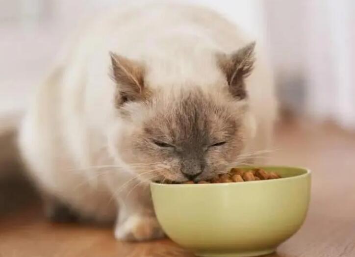 四个月的猫一天吃多少克猫粮?一问替你解答 四个月的猫一天吃多少克猫粮?一问替你解答