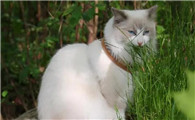 猫为什么喜欢猫草