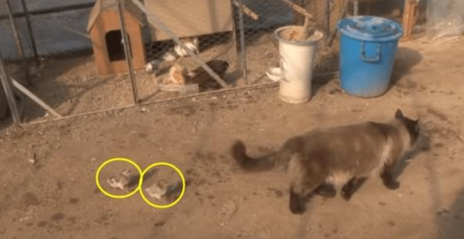 宠物猫成了“鸡圈”管家，从未离开鸡圈半步