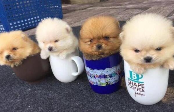 茶杯犬是什么东西 茶杯犬是什么东西