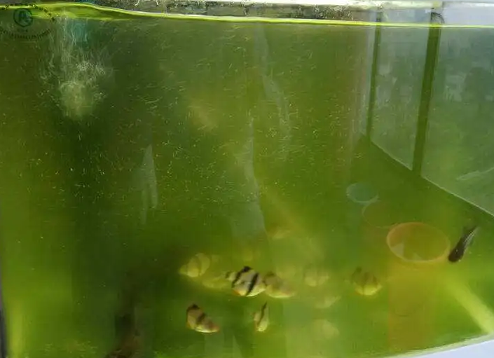 如何保证鱼缸水质清澈