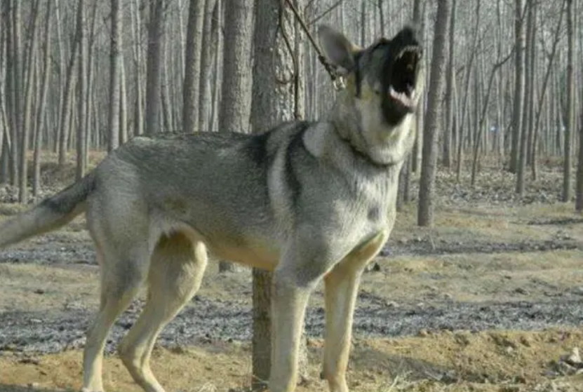 狼青犬的特征 狼青犬的特征