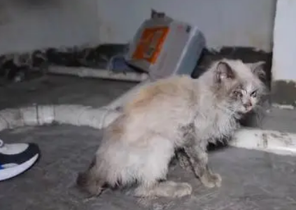 猫界颜值天花板的布偶猫,当它失去主人后,它又是多么弱小和无助 猫界颜值天花板的布偶猫,当它失去主人后,它又是多么弱小和无助