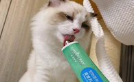 宠物营养化毛膏十大排名