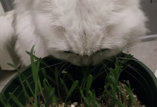 猫草的生长周期