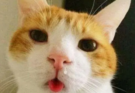 小猫一直打喷嚏是怎么回事?这里可以了解~ 小猫一直打喷嚏是怎么回事?这里可以了解~