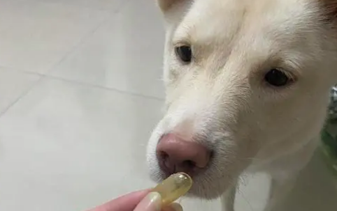鱼油狗狗可以吃吗