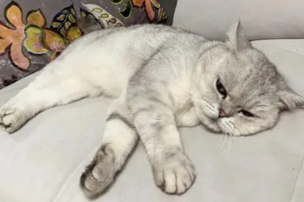 猫拉稀能吃猫条吗
