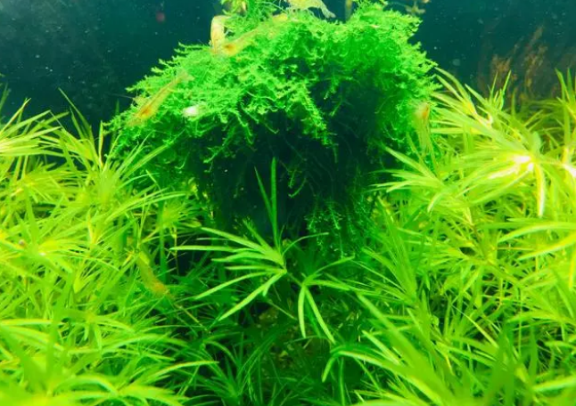 鱼缸内种水草的季节? 鱼缸内种水草的季节?