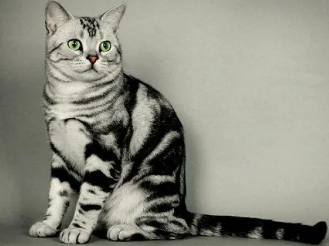 虎斑猫如何养胖？这篇文章有答案！