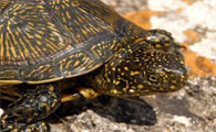 欧洲泽龟繁殖是什么时候？不妨来看看吧