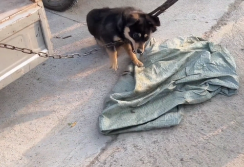 刚到狗市小土狗就被卖狗贩，大哥：它咬过人，就算不要钱也得卖