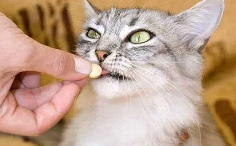 宠物猫体外驱虫怎么做 宠物猫体外驱虫怎么做