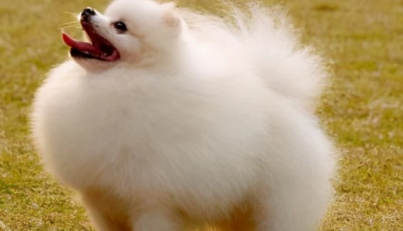哈多利系博美犬多少钱一只？看看你有没有买亏了！
