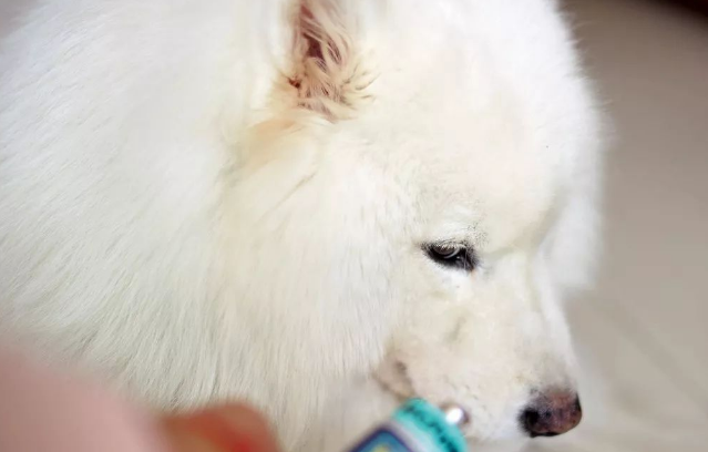 猫条狗狗能吃吗