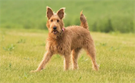 爱尔兰梗是小型犬吗？一文教会你！