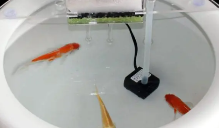 鱼缸增氧泵怎么放