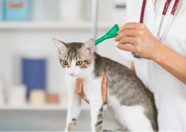 猫咪体外驱虫多