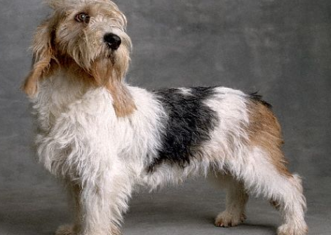 迷你贝吉格里芬凡丁犬指甲修剪方法？你知道吗？