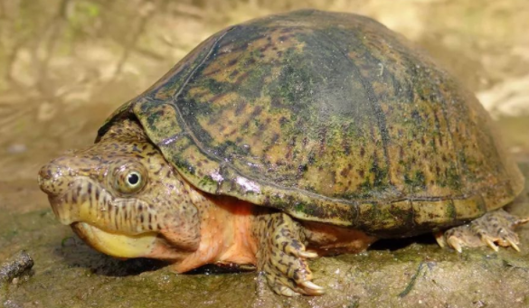 密西西比麝香龟腐皮怎样治疗?宠主来看看吧!