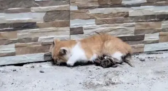 小猫腹部撕，虽熬过了手术，却还没能扛过来