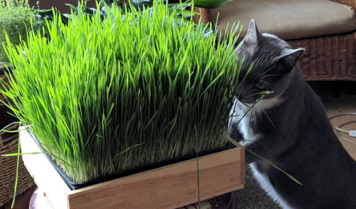 小麦是不是猫草