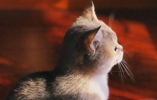 流浪猫半夜撕心裂肺的叫,其实是因为这些 流浪猫半夜撕心裂肺的叫,其实是因为这些