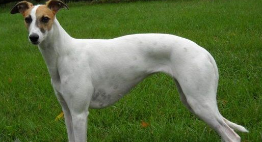 惠比特犬吃什么狗粮好?一文告诉你答案 惠比特犬吃什么狗粮好?一文告诉你答案