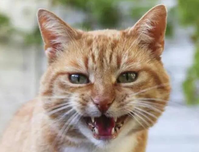 猫突然发狂的原因，了解一下