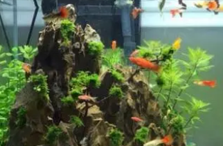 怎么养好鱼缸里的水草