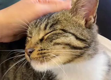 妹纸只是撸了一下流浪猫,竟每天被它尾随,最后不得不... 妹纸只是撸了一下流浪猫,竟每天被它尾随,最后不得不...