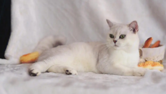 科普一下，银渐层猫的特征是什么？