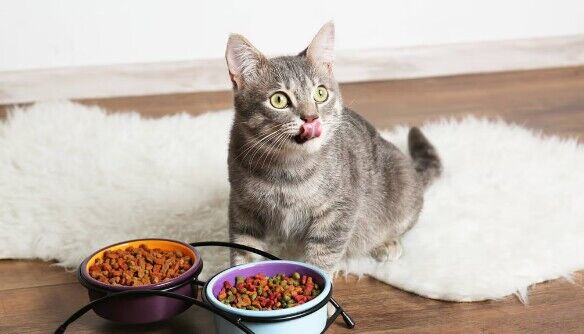 猫粮品牌十大排行 猫粮品牌十大排行