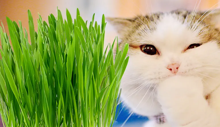 猫草是小麦吗