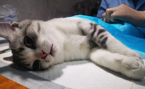 小猫咪也会晨勃吗