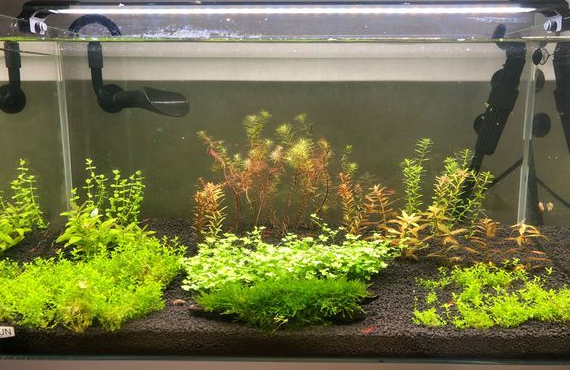 如何在鱼缸里种植水草