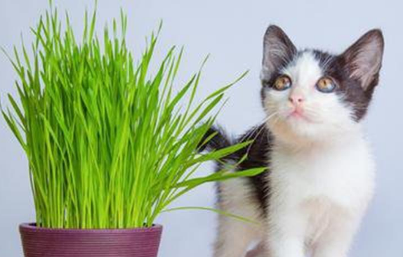 猫草几个月能吃 猫草几个月能吃