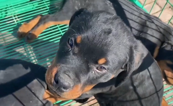 冷门烈性犬罗威纳竟还能卖到1万6?网友:大哥太牛了 冷门烈性犬罗威纳竟还能卖到1万6?网友:大哥太牛了